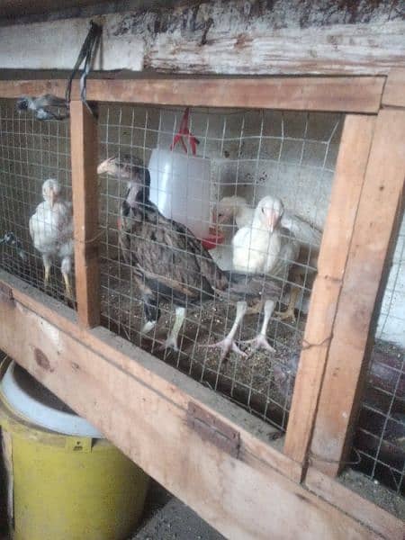 4 chicks heera breed for sale 1