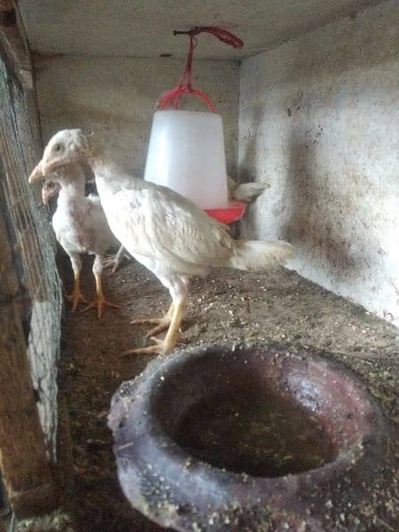 4 chicks heera breed for sale 2