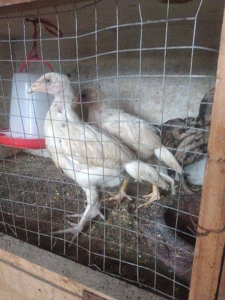 4 chicks heera breed for sale 3