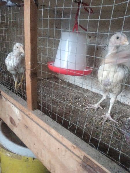 4 chicks heera breed for sale 4