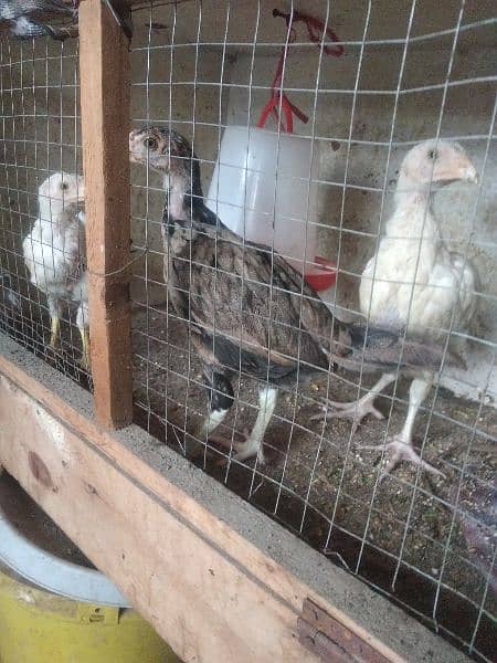 4 chicks heera breed for sale 5