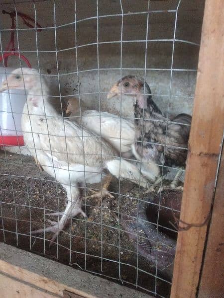 4 chicks heera breed for sale 6