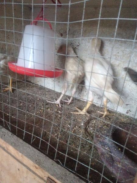 4 chicks heera breed for sale 7