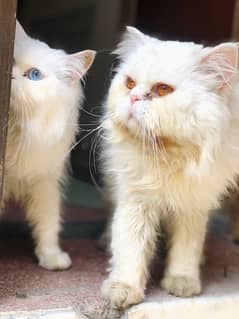 Male persian triple coat cat