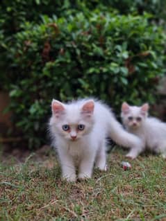 Persian Triple Cout (Grey,White, Black)