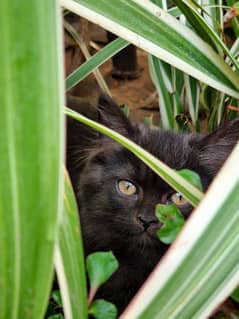 Black Persian Triple Cout 0