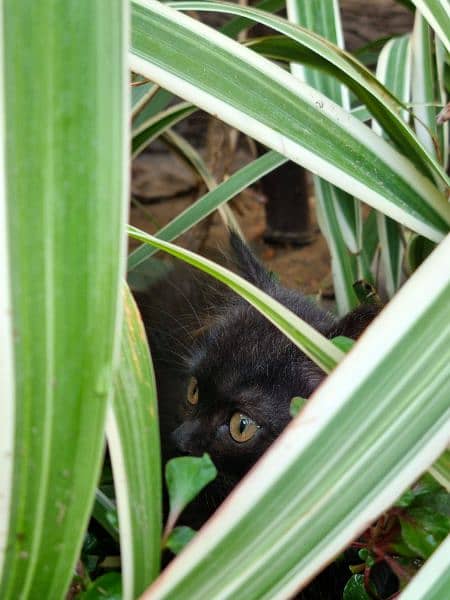 Black Persian Triple Cout 2