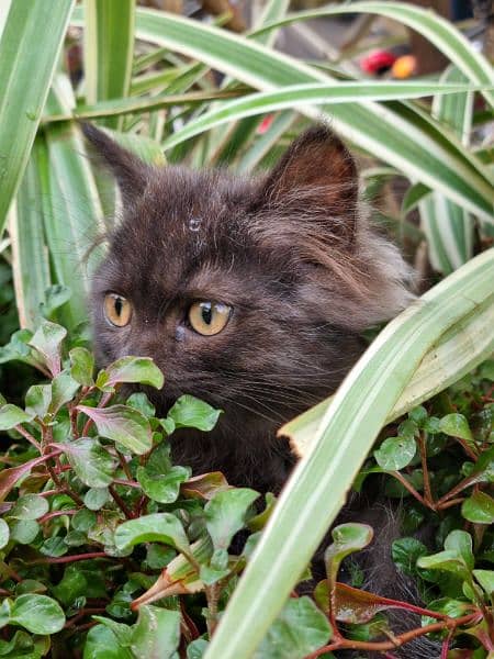 Black Persian Triple Cout 4