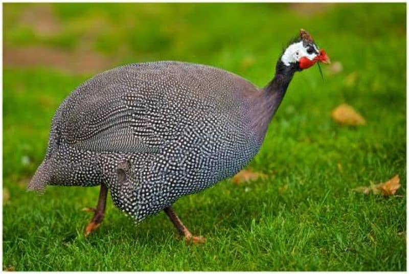 Teetar male (Guineafowl) 0