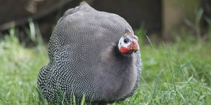 Teetar male (Guineafowl) 1