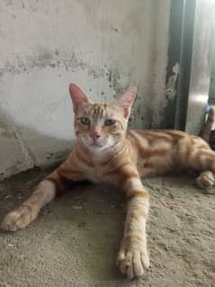 Male cat available