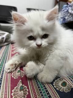 Persian Pure White Kitten