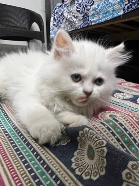 Persian Pure White Kitten 1