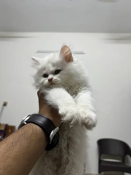 Persian Pure White Kitten 2