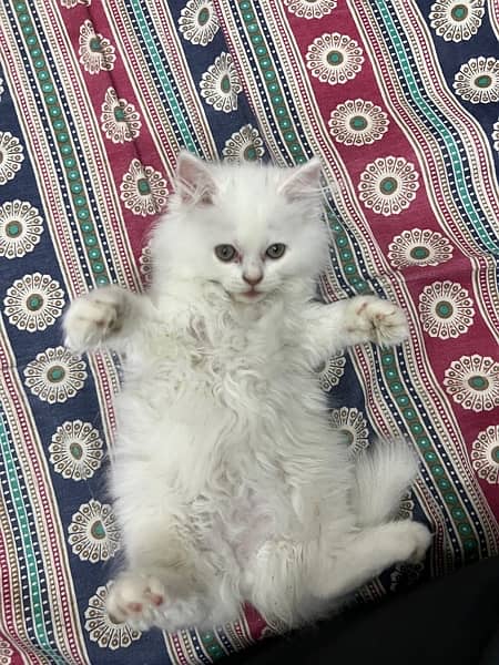 Persian Pure White Kitten 3