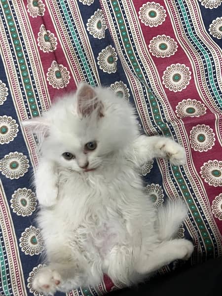 Persian Pure White Kitten 4