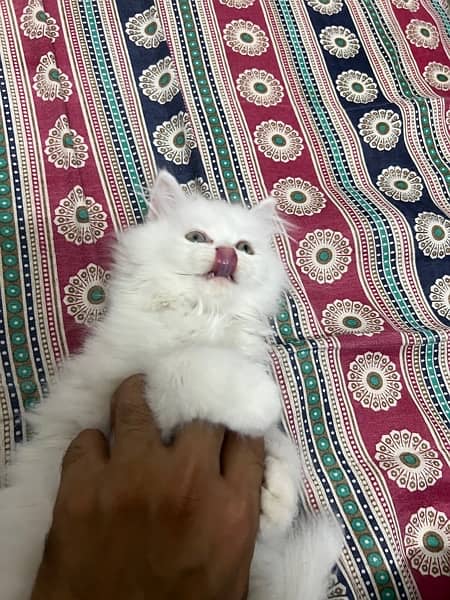 Persian Pure White Kitten 5