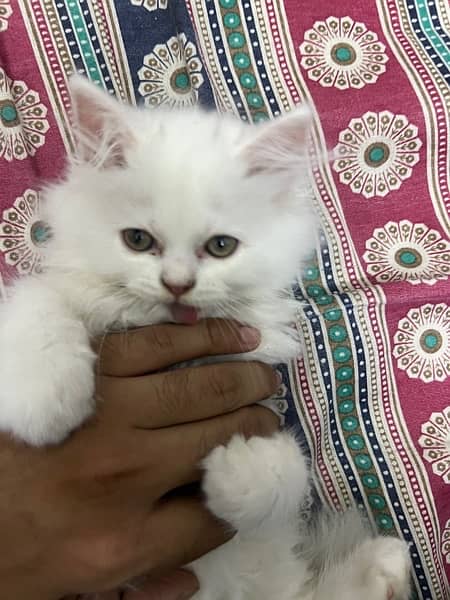Persian Pure White Kitten 6