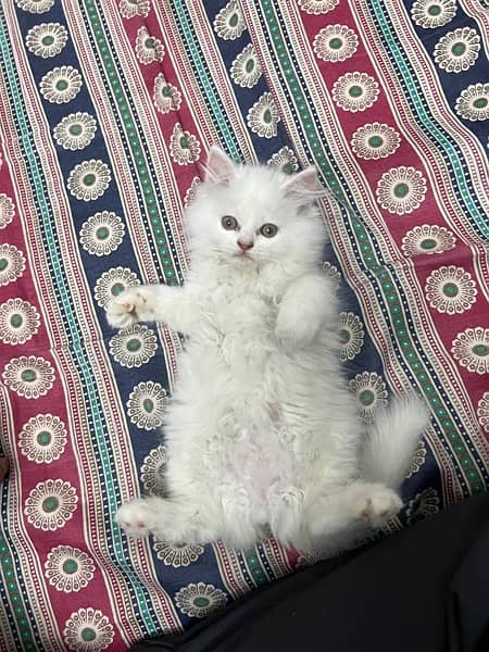 Persian Pure White Kitten 7