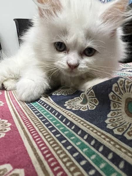 Persian Pure White Kitten 9