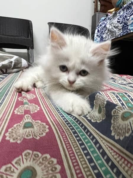 Persian Pure White Kitten 10