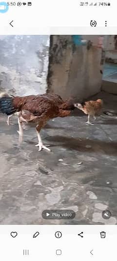 one murgi teen chicks 0