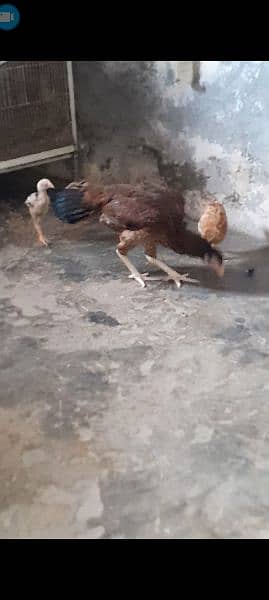 one murgi teen chicks 2