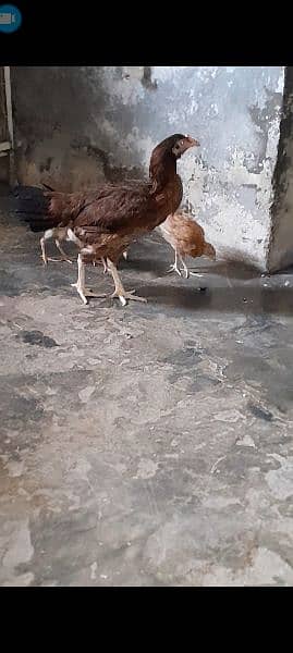 one murgi teen chicks 4