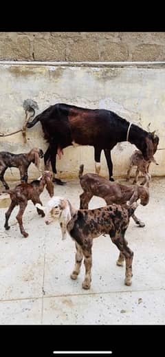 gulabi Bakri with 2 male kids read add