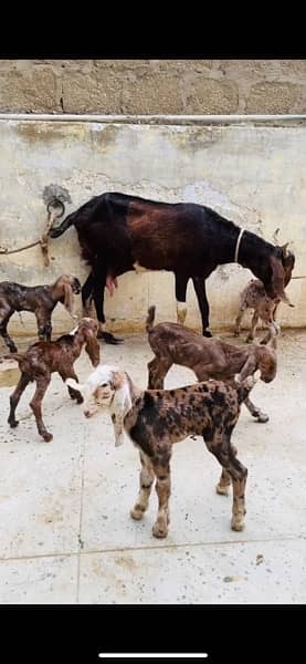 gulabi Bakri with 2 male kids read add 0