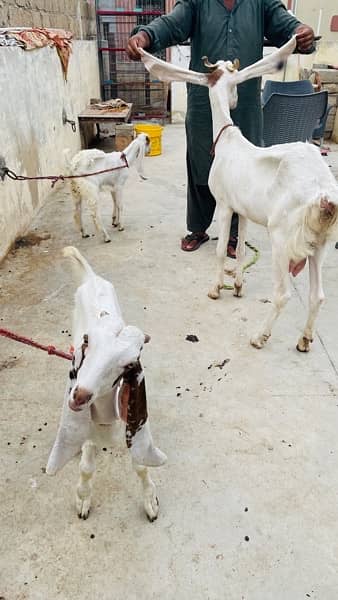 gulabi Bakri with 2 male kids read add 1