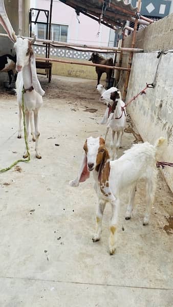 gulabi Bakri with 2 male kids read add 2