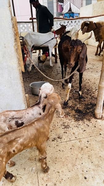 gulabi Bakri with 2 male kids read add 4