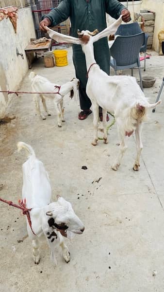 gulabi Bakri with 2 male kids read add 7