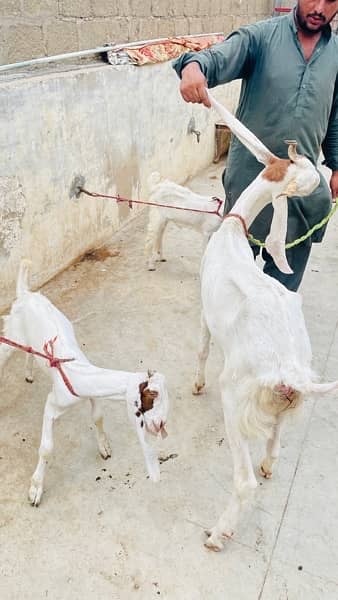 gulabi Bakri with 2 male kids read add 11