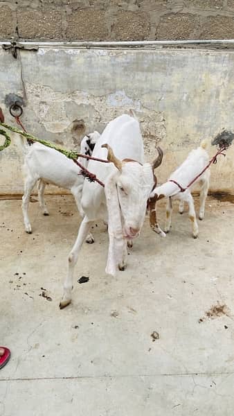 gulabi Bakri with 2 male kids read add 15