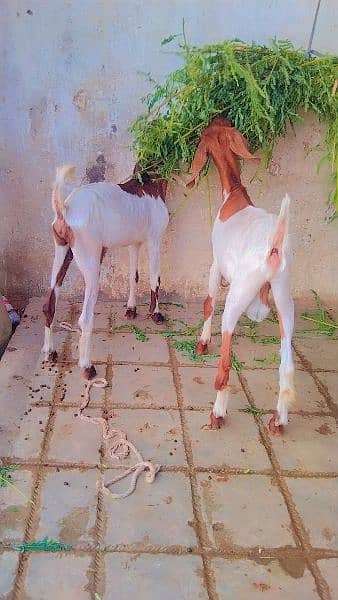 Bakra bakri 03342381530 - Goats - 1090004099
