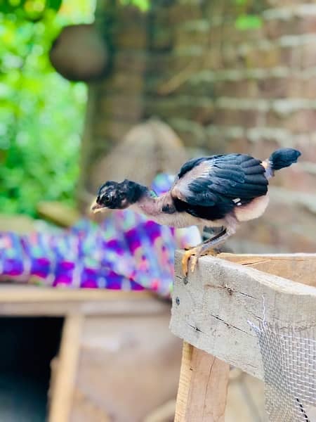 2 male 3 female black colour 5 chilks 2  month age 0