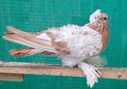 Supreme Quality Yellow saddle white frill breeding pair available
