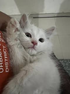 Persian kitten vaccinated