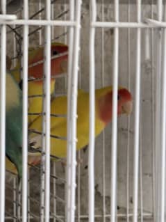 18 pcs love birds with cage
