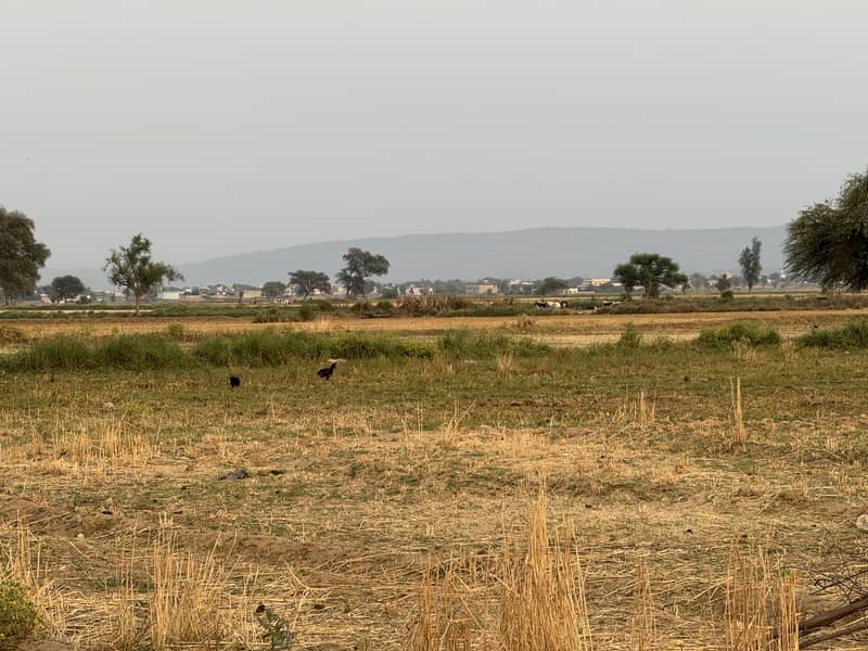 40 Kanal Agricultural Land Chakwal 17