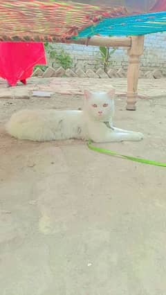 1 years old male cat for sell
