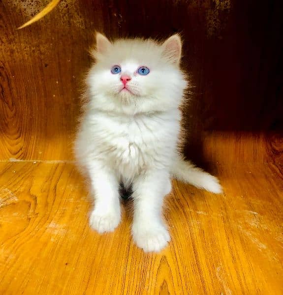 punch face triple Cote kitten cat male feamle 3