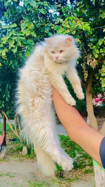 punch face triple Cote kitten cat male feamle 16