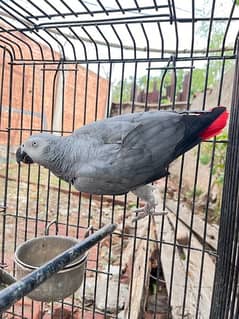 African Grey parrot