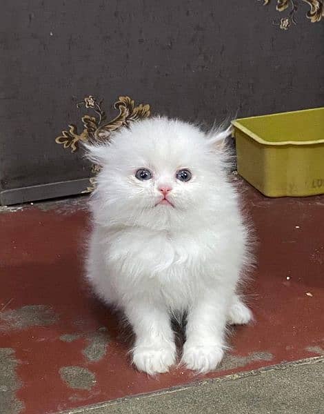 cute active Persian kitten for sale 0