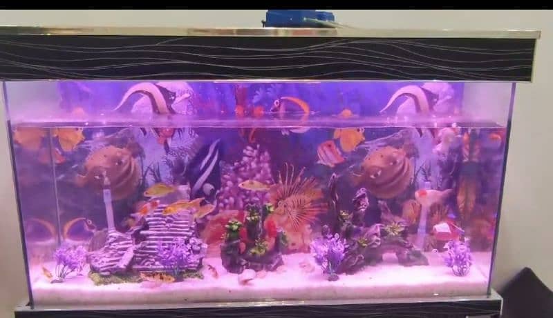 Fish aquarium for sale 2