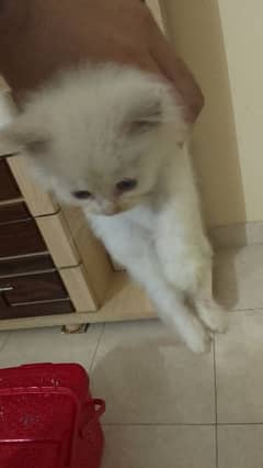 Persian kitten for sale((urgent)