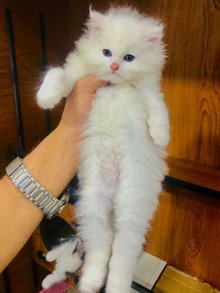 punch face triple Cote kitten cat male feamle 18